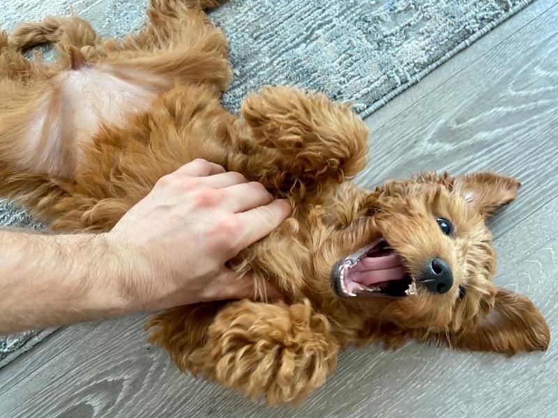 Belly Exposure
