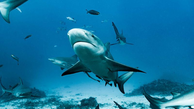 Gliding Through Misconceptions: Sharks