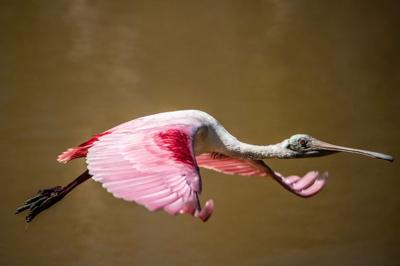 Roseate Spoonbill