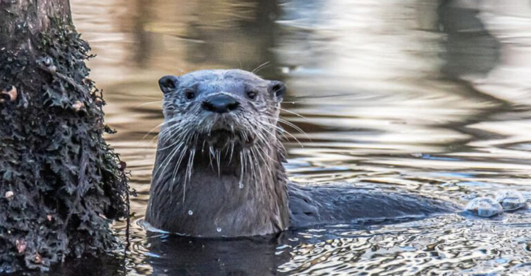 15 Wild Creatures You Might Meet On The Great Florida Birding And Wildlife Trail