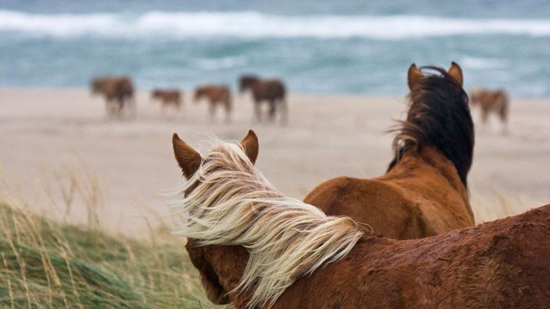 Sable Island's Sandy Kingdom
