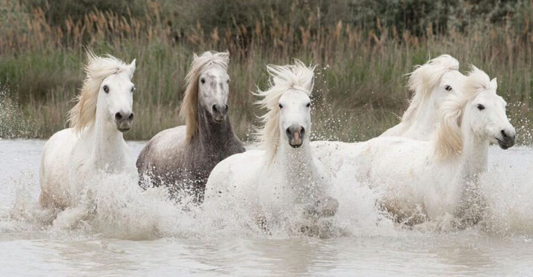 15 Wild Horse Herds That Still Roam Without Human Contact