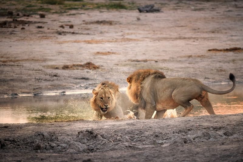 King Of The Savanna's Wrath