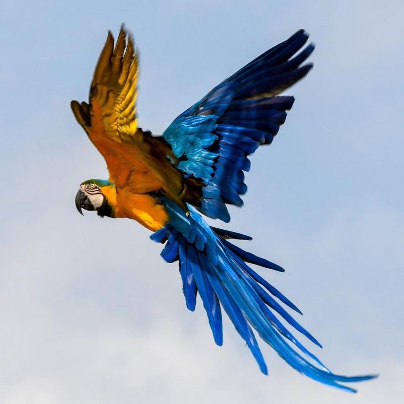 Macaws (Blue And Gold Macaw)
