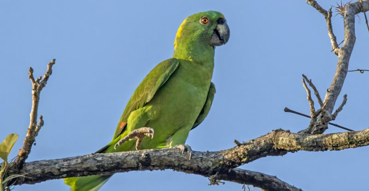 15 Wild Parrot Species You Should Never Keep As Pets And The Ethics Behind It
