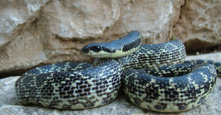 15 Wild Species Recently Declared Endangered That No One Is Talking About