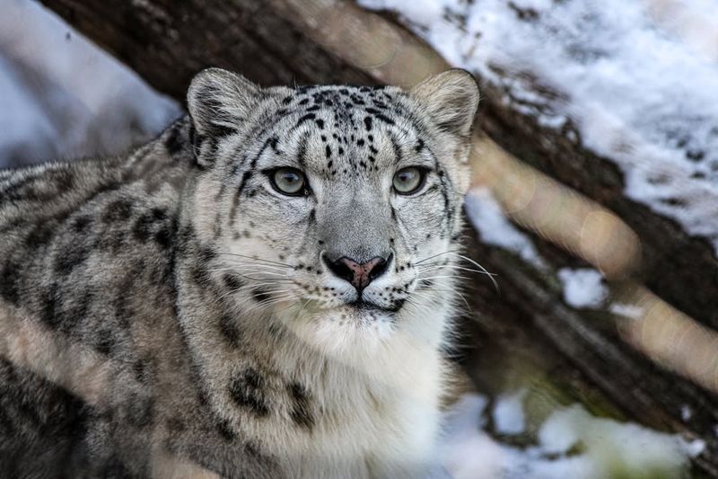 Snow Leopard