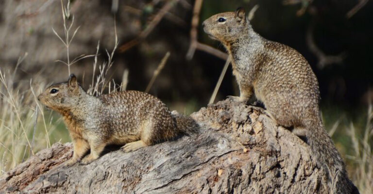 15 Wildlife Wonders That Are Hard To See Without A Trained Eye