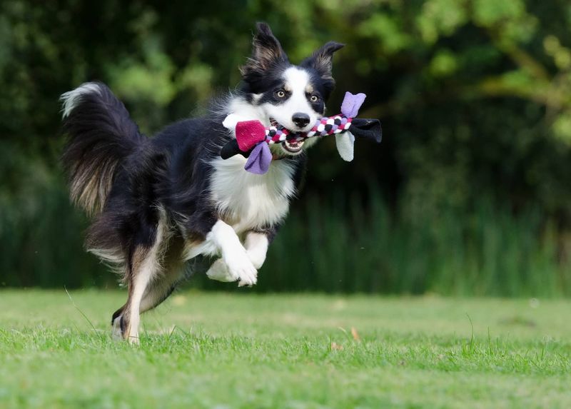 Border Collie: The Canine Einstein