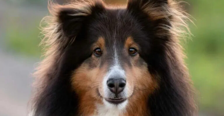 15 Witty Dog Breeds That Might Be Smarter Than You