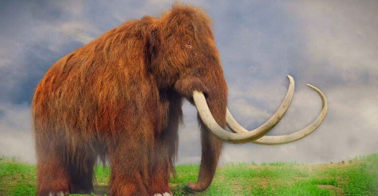 15 Woolly Mammoth Facts You Should Know