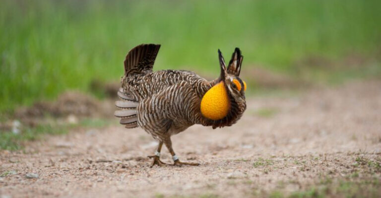 16 American Animals You Might Never See Again