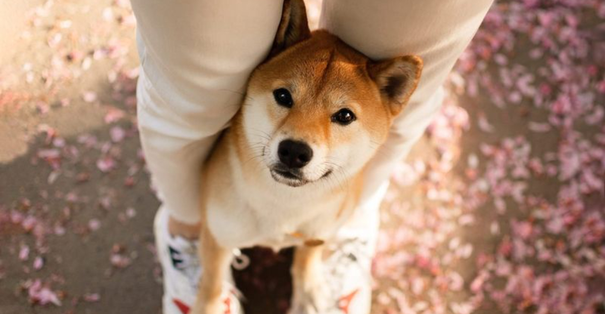 16 Dog Behaviors That Speak “I Love You” Louder Than Words