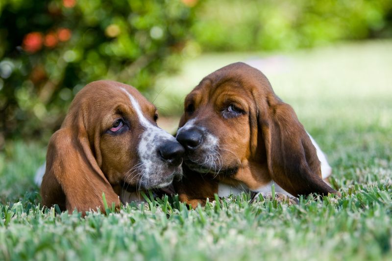 Basset Hound