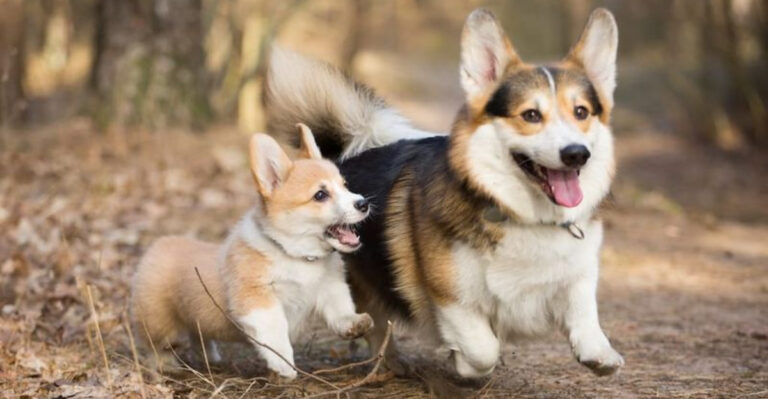 16 Dog Breeds That Thrive Best With A Canine Friend