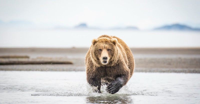 Kodiak Island Monster