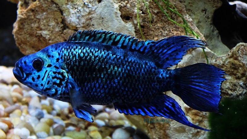 Electric Blue Jack Dempsey