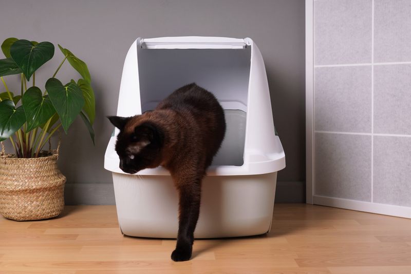Litter Box Behavior Changes