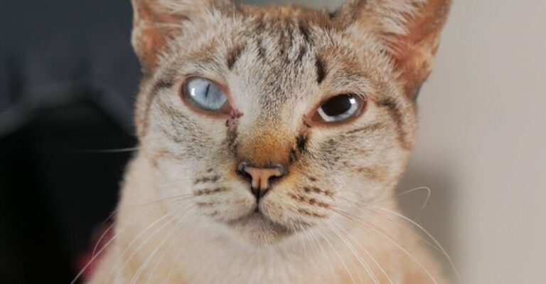16 Subtle Changes Veterinarians Would Not Ignore In Their Cats