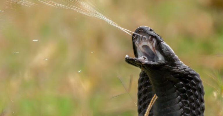 16 Snakes That Bite Without Warning (And Where They Live)