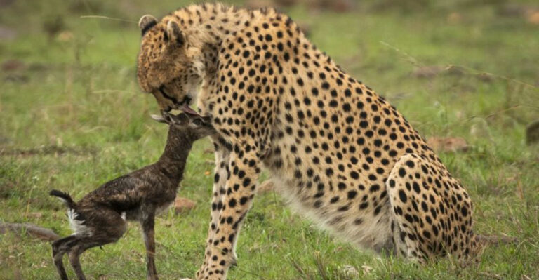 16 Wild Animals That Adopt Orphans From Other Animals