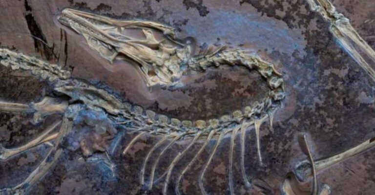160-Million-Year-Old Tracks Show Flying Dinosaur Cousins Spent More Time On Land Than We Thought