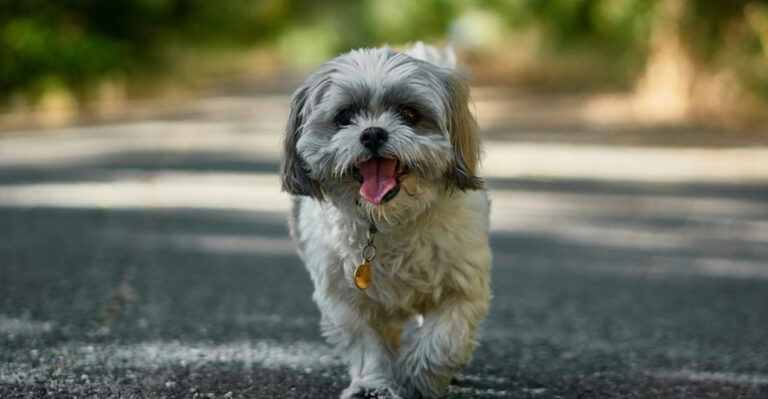 17 Affectionate Dog Breeds That Never Stay Away Too Long