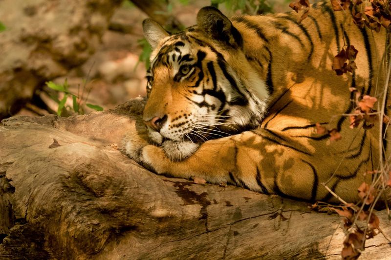 Bengal Tiger