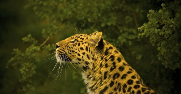 17 Big Cats Known For Their Incredible Fur Patterns