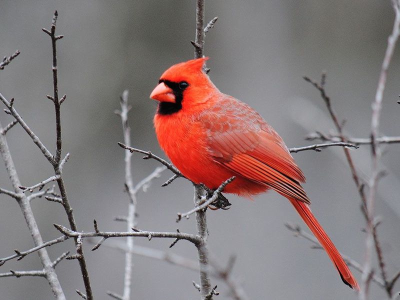 Northern Cardinal