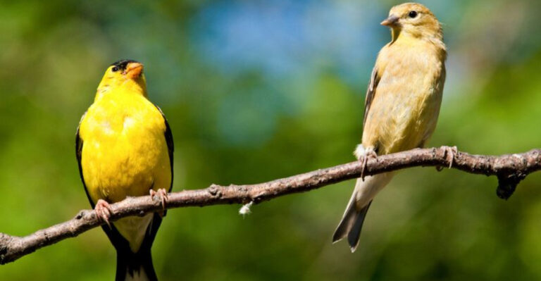 17 Birds Every American Backyard Should Welcome