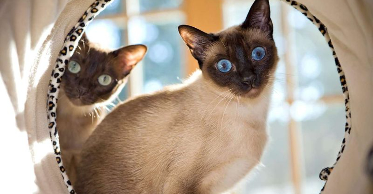 17 Cat Breeds That Make The Best House Cats