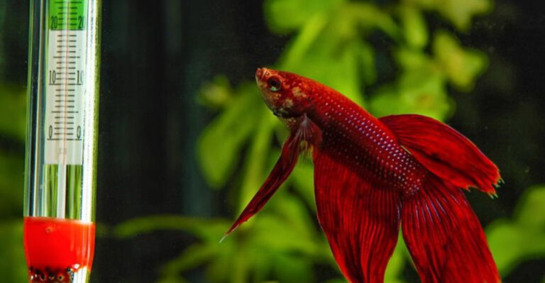 17 Common Mistakes Fish Owners Make (And How To Avoid Them)