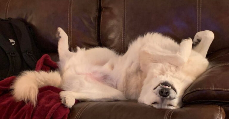 17 Dog Behaviors That Seem Strange But Make Perfect Sense