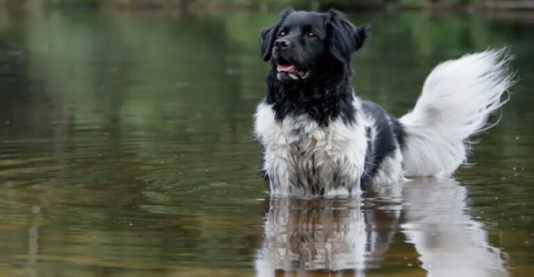 17 Dog Breeds That Are Losing Popularity And Becoming Hard To Find