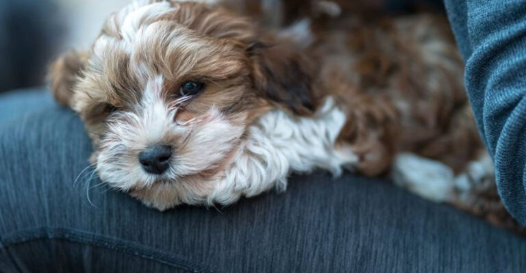 17 Dog Breeds That Need Constant Companionship