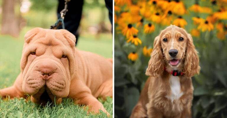 17 Dog Breeds Vets Advise Against Owning (And 7 They Highly Endorse)
