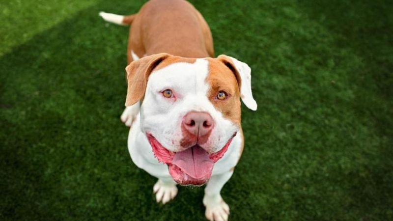 Pit Bull Terriers