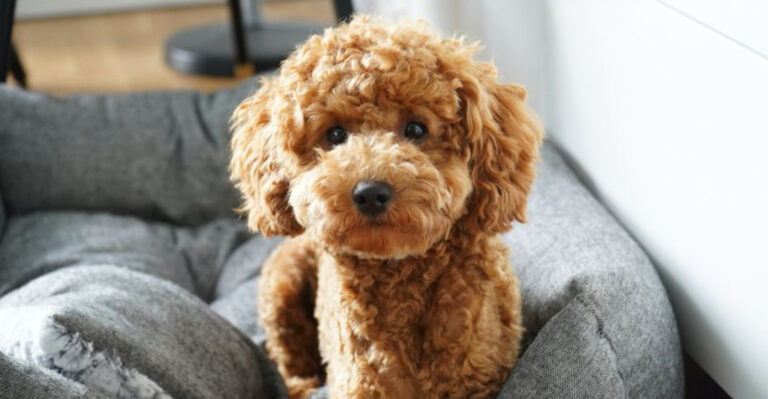17 Small Dog Breeds That Don’t Get Along With Other Dogs