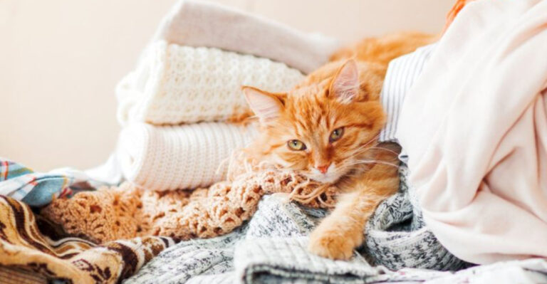 17 Ways Cats Love Quietly, But Deeply