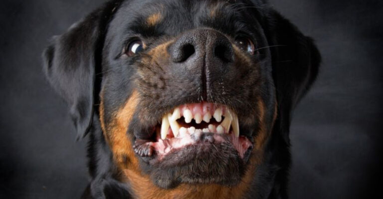 17 Dog Breeds With The Mightiest Bites Ranked