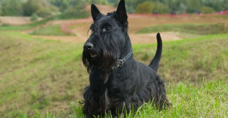 18 Dog Breeds That Simply Don’t Get Along With Other Dogs