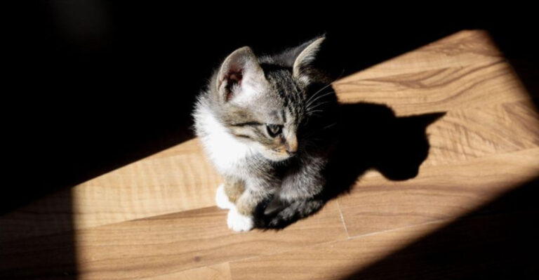 18 Things Cats Love That Most Owners Don’t Do Enough