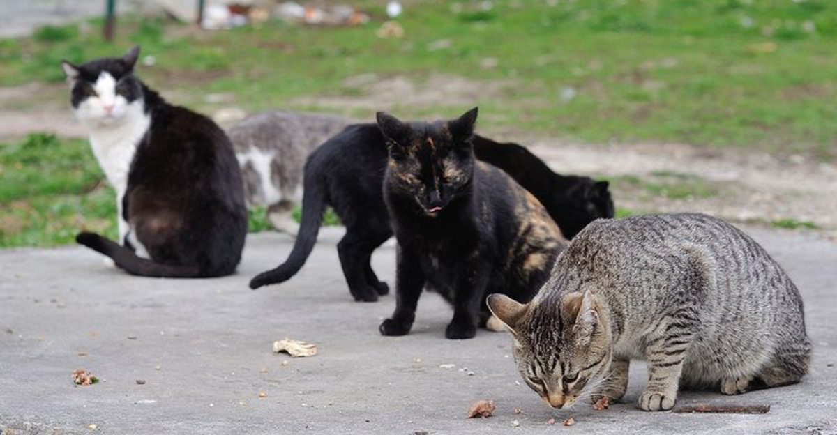 18 Ways To Look After A Stray Cat Without Bringing Them Indoors