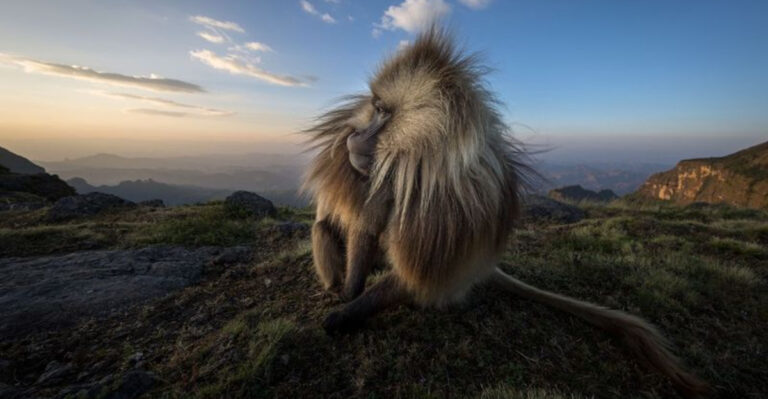 18 Most Dangerous Monkeys On Earth