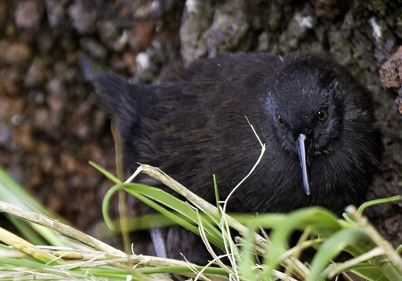 Inaccessible Island Rail