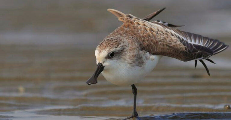 19 Rare And Hidden Bird Species That Challenge Even The Most Dedicated Birdwatchers