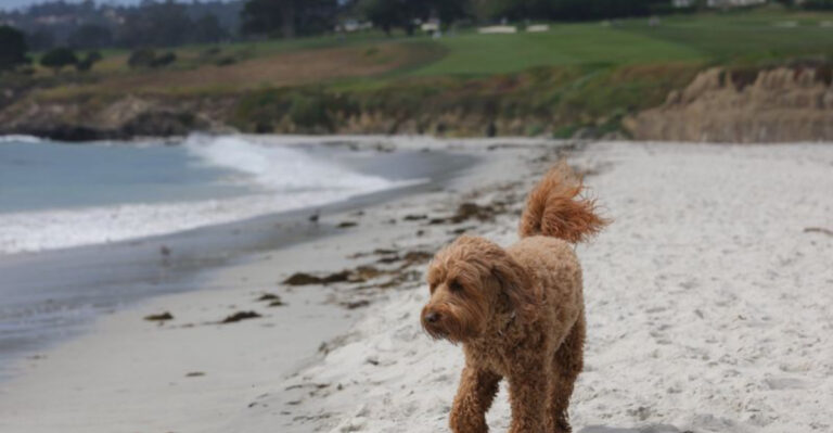 20 Best Beaches For Dogs In The U.S.