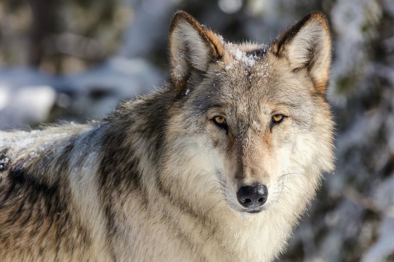 Majestic Gray Wolves