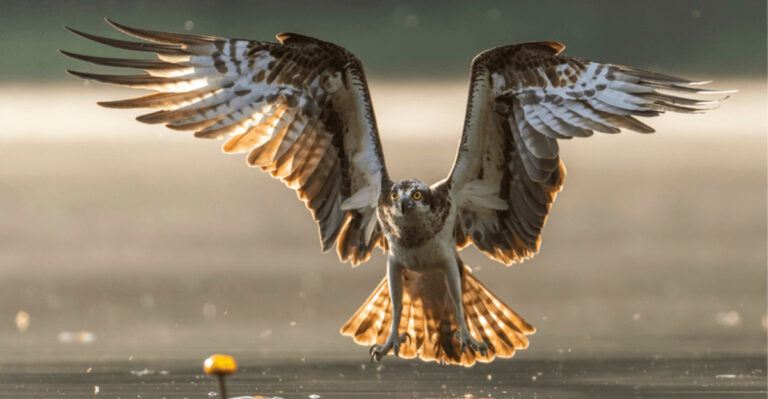20+ Incredible Wildlife Photos From Yellowstone National Park